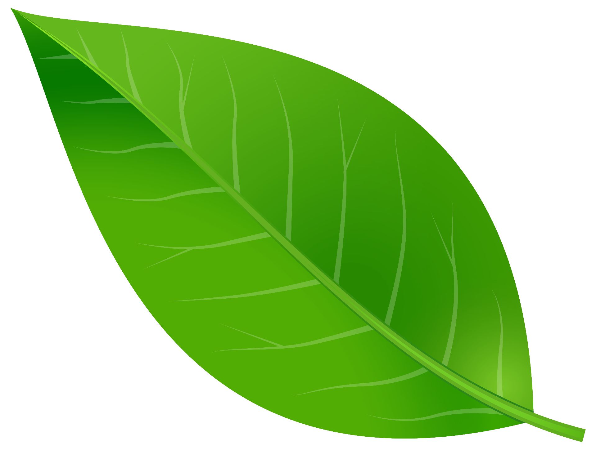 Green leaf